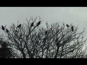 CROW CALL FOR CALLING CROWS FEARNOT CALLS.
