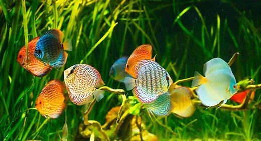 11 Best Aquarium Plants for Discus that Work (With Pics)