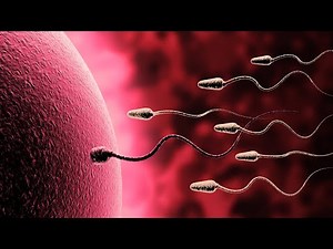 Conception To Foetus| The Miracle Of Life| How Pregnancy Happens | In The Womb| 3D Animation.