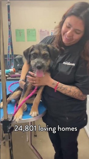 24,801 Pets Adopted This National Adoption Week