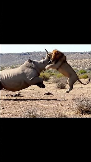 New to Safari Watch This Intense Rhino vs Lion Clash!#shorts