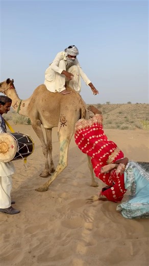 في حفل زفاف الحمار، رقص جد الحمار ووالده، وجميع أفراد العائلة، رقصة فنية ومضحكة للغاية.