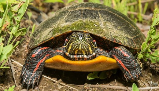Ultimate Eastern Painted Turtle Care Guide - All Turtles