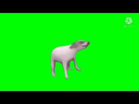 Dog dancing for 1 hour