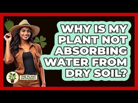 Why Is My Plant Not Absorbing Water From Dry Soil?