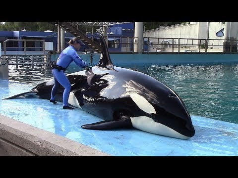 Orca Care & Research (Inside Look 2018 at SeaWorld San Antonio)