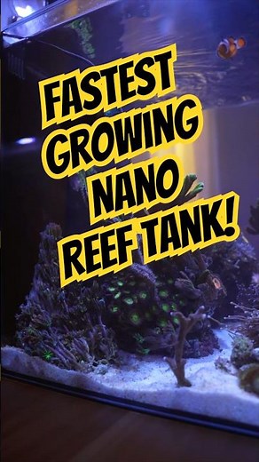 Fastest growing nano reef tank 🪸