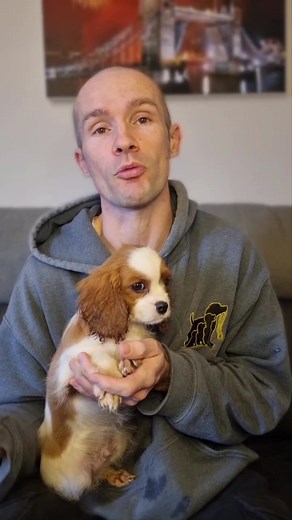 Whst does F1, F2 mean when breeding Cockapoos, Cavapoos and poodle crosses? The F lets you know its a cross breed and the number tells you what generation of cross breed they are. Click for more puppy videos and training tips. #puppiesoftiktok #cavapoosoftiktok #cockapoosoftiktoks #doodlesoftiktok #puppytraining