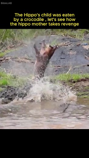 Hippo's Revenge: Crocodile Eats Child, Facing Angry Hippos