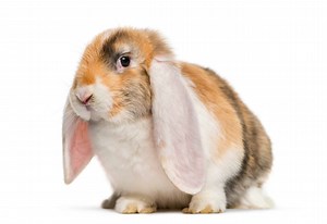 The 10 Most Adorable Lop-Eared Rabbit Breeds