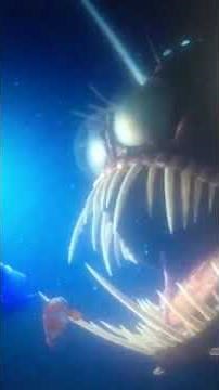 Finding Nemo Angler Fish (Horror Version 3.0)