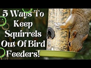 How to Deter Squirrels from Bird Feeders