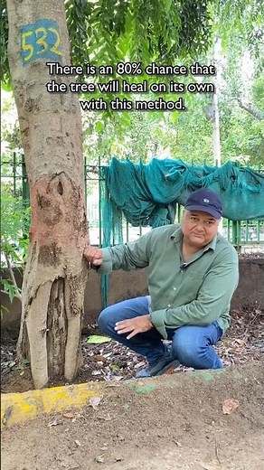 How to treat termite infected trees. 🌳