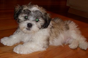 Shichon Teddy Bear (Shih Tzu-Bichon mix) Info, Temperament, Puppies, Pictures