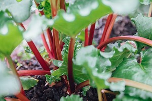 The Ultimate Guide to Growing Rhubarb — J&R Pierce Family Farm