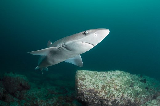 Spiny Dogfish | Oceana