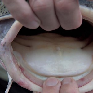 1.7M views · 24K reactions | The BIGGEST FISH caught in Season 6 of River Monsters #rivermonsters #fishing #jeremywade #bigfish | River Monsters Global | Facebook