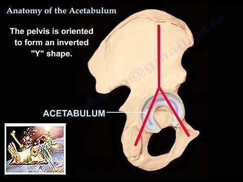 Anatomy Of The Acetabulum - Everything You Need To Know - Dr. Nabil Ebraheim