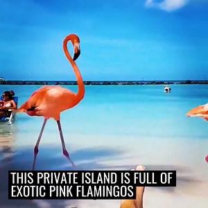 423K views · 2.1K shares | This flamingo filled island in Aruba looks like total paradise  | UNILAD Adventure | Facebook