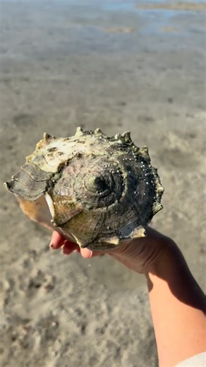 SHELLmazing Lightning Whelk! The whelks are large sea snails with a left-handed opening and streaked “lightning” pattern. A predatory species, and its empty shells are popular finds for collectors. This one is alive it was gently returned to the water. 🐚❤️ Come shell with us let us help you find the Shell of a Lifetime ™️ 🐚 Join us : 239-571-2331 www.treasureseekersshelltours.com 🐚 Only Collect Empty Shells @caydeemorgan 🐚 Video credit : Shell Guide Caydee 🐚 #shellkiceisland #shellmarcoisla