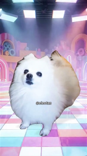 I was looking for a dog and then I found a dog