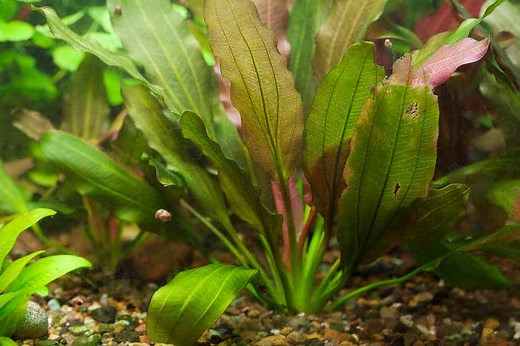 7 Aquarium Plants That Are Root Feeders and Need Root Tabs