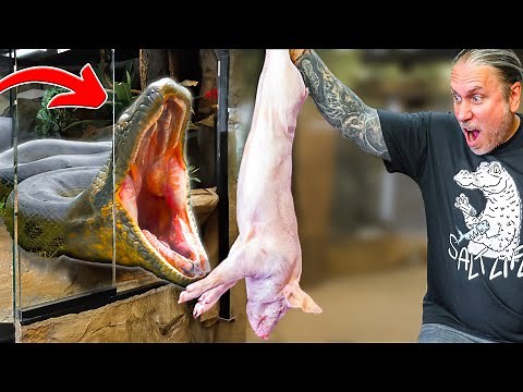 Feeding Giant Snakes! Close Call With My 20 Foot Python!