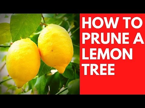 How to PRUNE a LEMON tree, the easy way. Dwarf Meyer lemon.