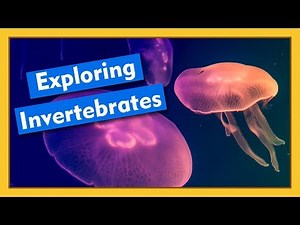 Exploring Invertebrates | Compilation