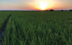 Israel’s drip irrigation pioneers aim to do away with flooded rice fields