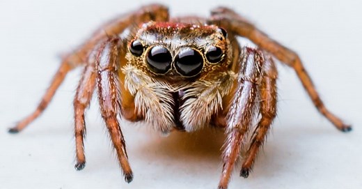 15 Most Terrifying Spiders Found in Japan