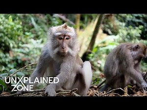 Humans with Rh-Negative Blood Evolved from Aliens (S11) | Ancient Aliens | The UnXplained Zone