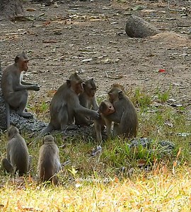 4.3K views · 32 reactions | OMG best Papa Pongo jump to help Leo when rent by Amber boy that hard to breath. | Wild Monkey Zone | Facebook