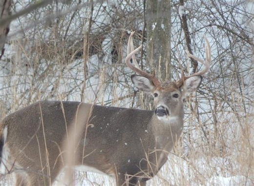 See the 10 Ohio counties with the best deer hunting during 2025 gun season