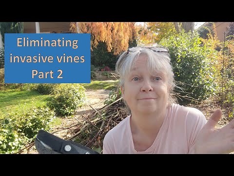 HOW TO REMOVE INVASIVE VINES part 2