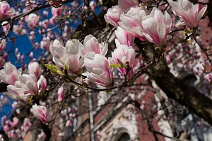 15 Small Trees to Show Off in Your Front Yard