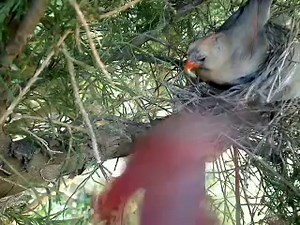 Northern Cardinal: Nesting, Feeding, Breeding Season