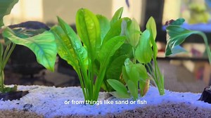 If you happen to find snails in your aquarium, don’t worry! It’s not the end of the world (or your tank.)浪 Watch this All About Pest Snails in the Planted Aquarium by Lucas | Seazone Innovative | Facebook