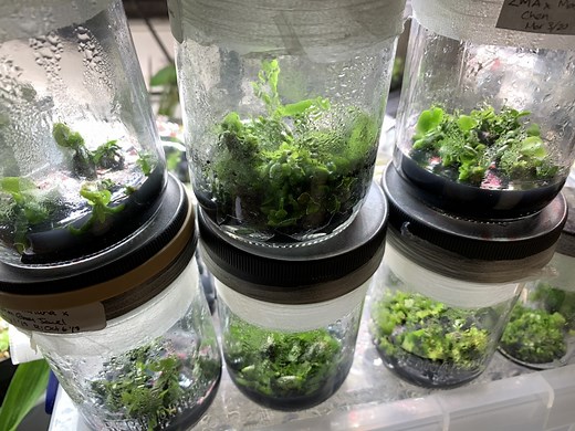 Tutorial: How to Grow Orchids from Seed