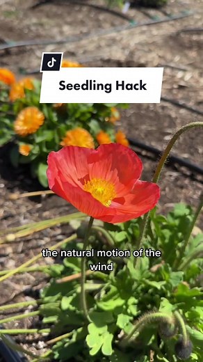 Boost Seedling Growth with a Fan