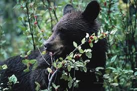 Black Bear Facts for Kids