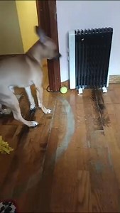 286K views · 2K reactions | Ayer nos pedían ayuda para este cachorro...