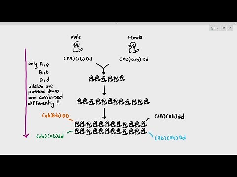 17-2 Genetic Variation (Cambridge AS A Level Biology, 9700)