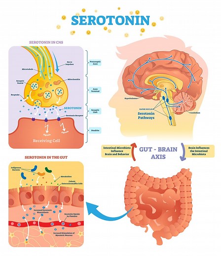 What Does Serotonin Do? Neurotransmitter Function