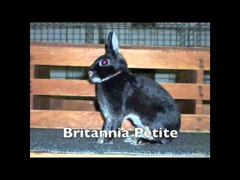 Rabbit Breed Identification