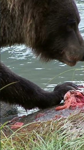 Kodiak Bears: Alaska’s Wild Titans in 40 Seconds!