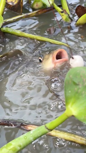 15K views · 81 reactions | Easy catch fish trap | MR Fishing Life | Facebook