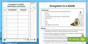 How Ecosystems Work - Ecosystem in a Bottle STEM Activity