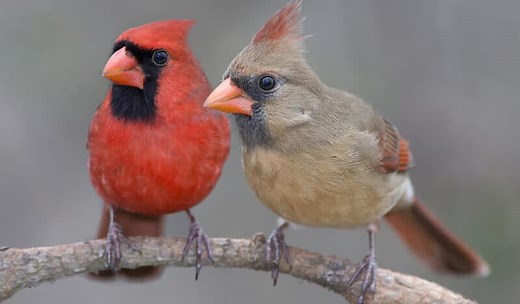 7 PROVEN Ways To Attract Cardinals To Feeders! (2025)