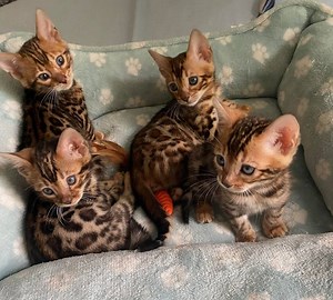 Bengal kittens available | Bengal kittens available now